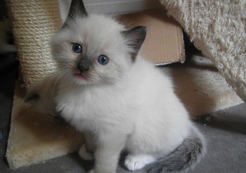 mâle seal mitted - 4 semaines - Chatterie Ragdolls du Val de Beauvoir